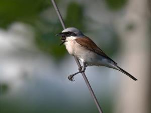 Prebava_Marjan Cigoj